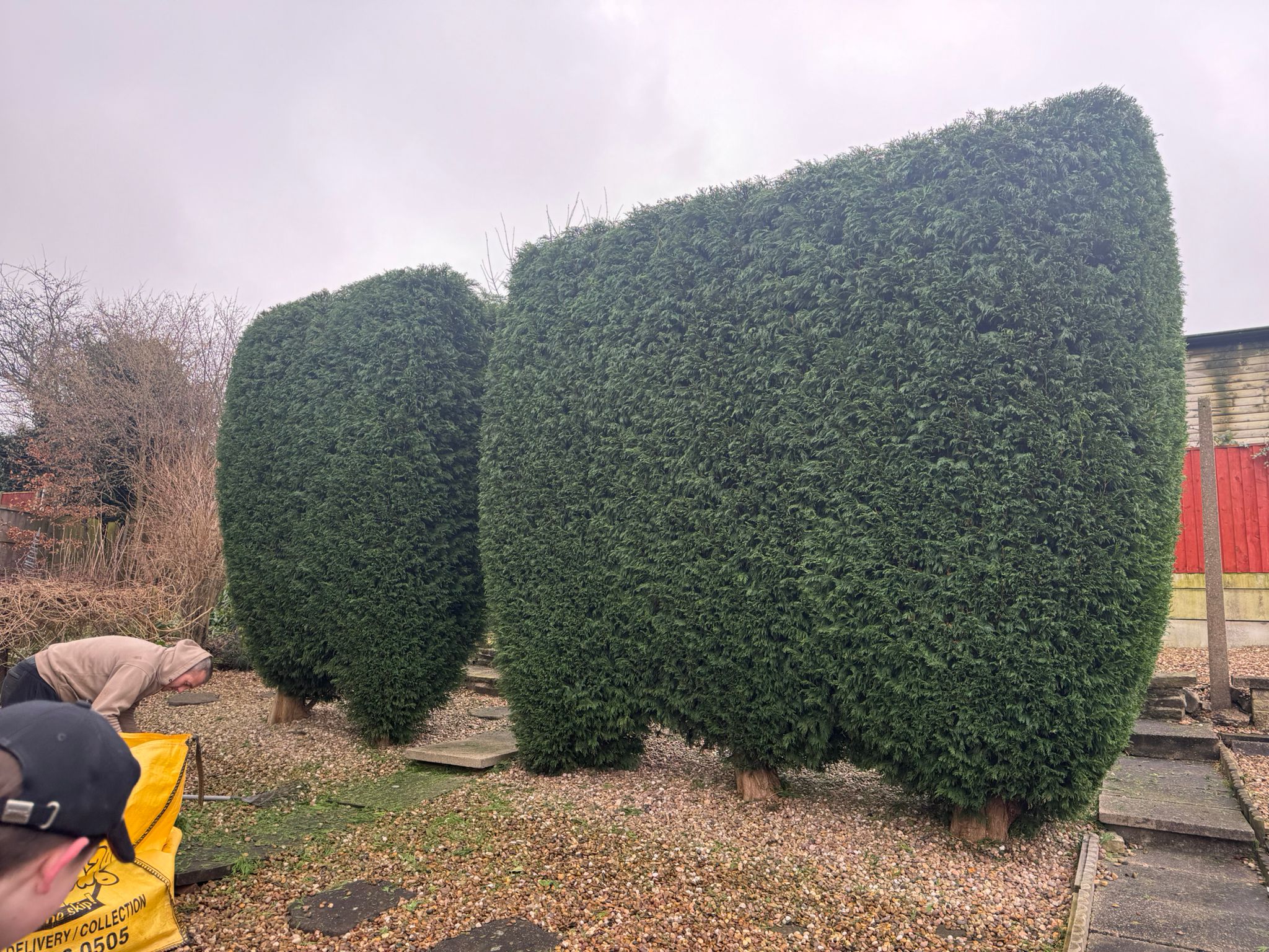Large conifer hedge trimmed and styled for a customer